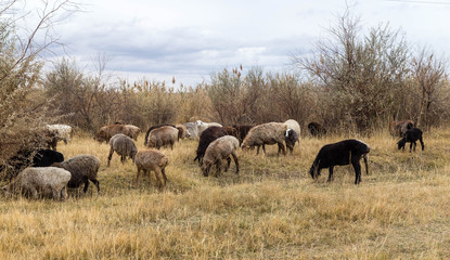 Naklejka na ściany i meble Flock of sheep grazing in the steppes of kazakhstan.