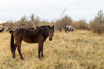 Fototapeta premium Flock of sheep and a horse grazing in the steppes of kazakhstan.
