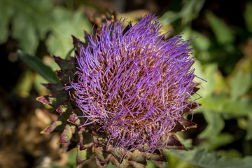 Artischocke-Bl&uuml;tenstand