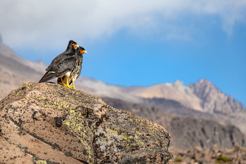 Oiseaux sur une pierre dans la montagne en Equateur