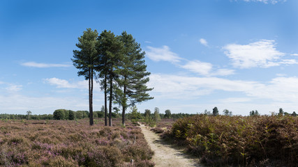 A path leading through a colourful heather landscape with big spur trees, ferns and blue sky and...