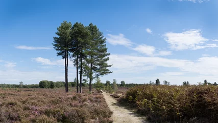 Zelfklevend Fotobehang A path leading through a colourful heather landscape with big spur trees, ferns and blue sky and clouds at the nature reserve Den Treek, Woudenberg, The Netherlands © Leoniek