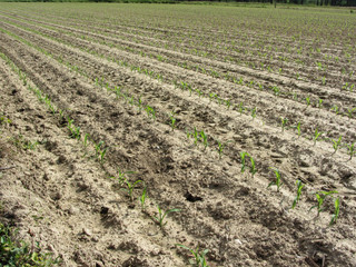 Green corn maize field in early stage . Tuscany, Italy