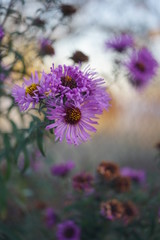 Fototapeta premium Flowers