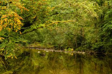 serene creek in forest