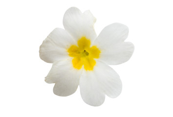 Obraz premium Primrose flower isolated