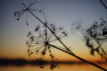 Fototapeta premium Dried plant and on a background sunset.
