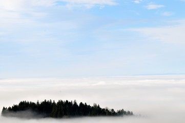 Fototapeta na wymiar Schwarzwald Nebel