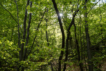 green woodland and green leaves in Cernei Mountains, Romania