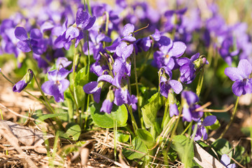 violets flowers blooming