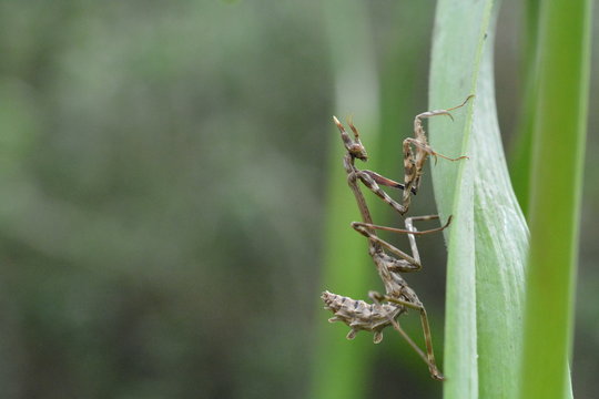 Empusa pennata - L'Empuse commune