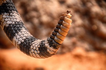 Rattlesnake Rattles 