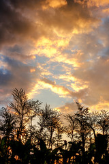 Red-yellow clouds in the blue sunset sky.