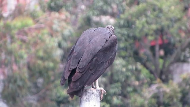 buitre americano, american vulture