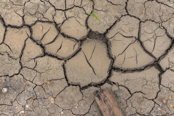 Dry soil Mud with young plant and pepbles.