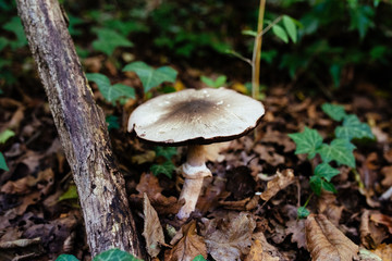 Agaricus Silvestris