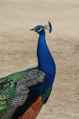 Obraz premium Peacock On A Ranch