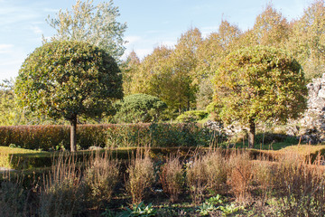 Cottage garden with green lawn, topiary oak trees and trimmed bushes.