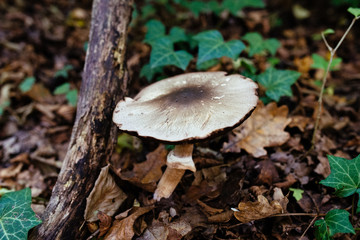 Agaricus Silvestris