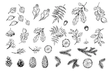 Foto auf Alu-Dibond Set of botanical elements. Oak leaves, cones, pine spruces. Vector sketch. Isolated © aksol