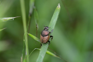 Onthophagus lemur