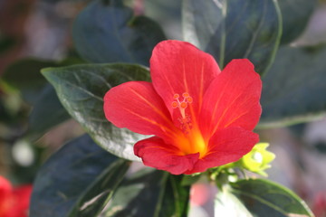 red flower in the garden