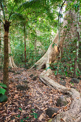 Jungle in Nam Cat Tien National Park (Southern Vietnam). Evergreen Tropical Forest