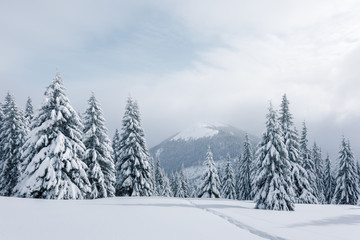 Fantastic winter landscape with snowy trees. Carpathian mountains, Ukraine, Europe. Christmas holiday concept