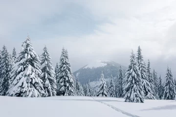 Gardinen Fantastic winter landscape with snowy trees. Carpathian mountains, Ukraine, Europe. Christmas holiday concept © Ivan Kmit