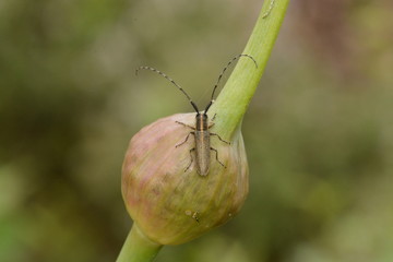 Agapanthia cardui, L'Agapanthe du chardon