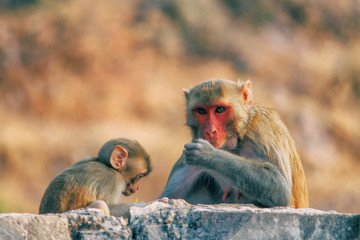 A monkey mother and her young one