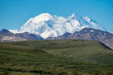 Fototapeta premium Denali National Park with the mountain in full view on a blue sky clear summer day.