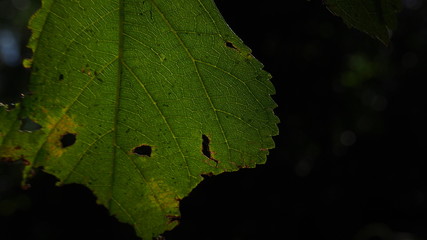 Details of a sheet with holes