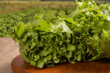 lettuce, plant in vegetable garden, close up