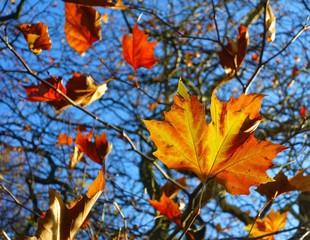 A close-up image of colourful Autumn leaves.
