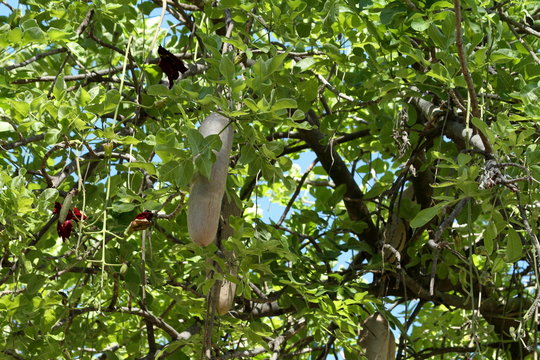 Fr&uuml;chte des Leberwurstbaum in Afrika 