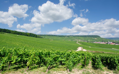 Fototapeta na wymiar Weinberge in der Champagne region nahe Epernay mit Blick auf den Weinort Oger,Marne,Grand Est,Frankreich