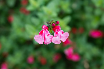 Fototapeta premium Baby Sage Flowers in Bloom