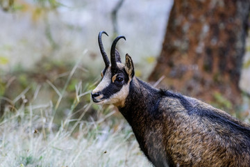 Camoscio al gran Paradiso