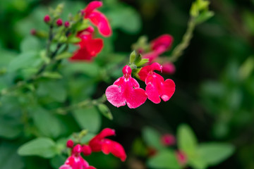 Fototapeta premium Baby Sage Flowers in Bloom