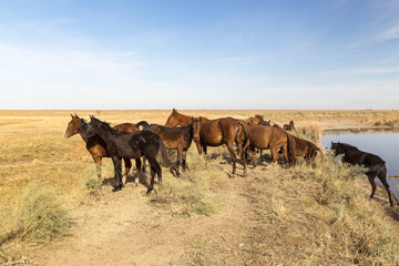 Fototapeta na wymiar Wild horses at a waterhole in kazakh steppes.