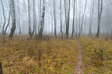 Foggy morning in autumn .