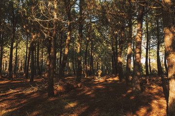 Fototapeta premium Corredor of Montnegre, Katalonia, Hiszpania.