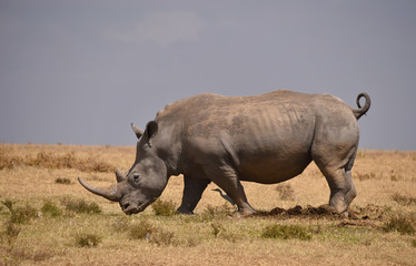 Naklejka premium Nosorożec w Kenii