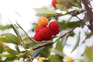 Fruits of a strawberry tree (Arbutus unedo)