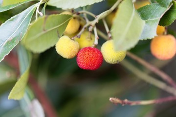 Fruits of a strawberry tree (Arbutus unedo)