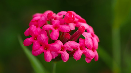 Close up pink flower with blurred green garden nature background