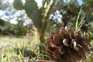 pine cone and cactus