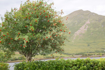 Fototapeta na wymiar Tree near Killary Fjord; Connemara National Park