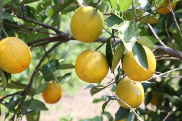 Orange tree in orange farm.